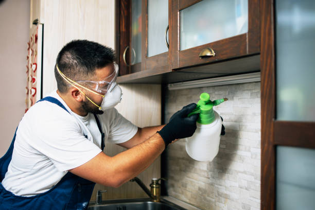Best Wasp Removal Services  in Ke Providence, LA
