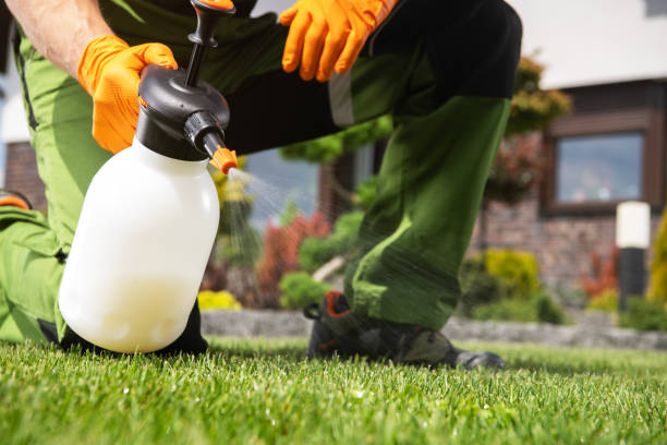 Best Flea Control Services  in Ke Providence, LA