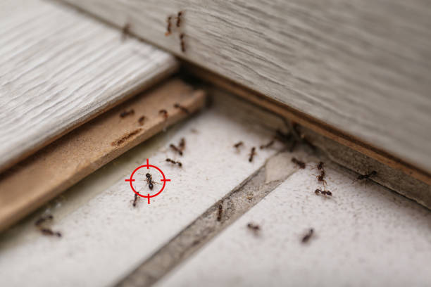 Best Pest Prevention Services  in Ke Providence, LA