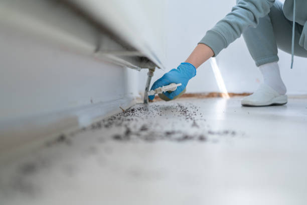 Best Pest Removal Services  in Ke Providence, LA